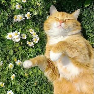 爱吃栗子滴肥猫