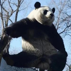 朱雀